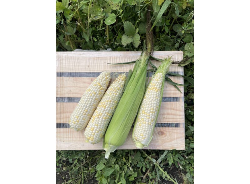 Вайт Туз F1 - семена сахарной кукурузы, 2500 сем., 67 дня, кочан 20-22 см, Lark Seeds Вайт Туз F1 - семена сахарной кукурузы, 2500 сем., 67 дня, кочан 20-22 см, Lark Seeds
